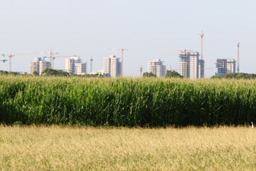 Rural landscape in northern Israel.