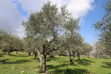 Rural landscape in northern Israel.