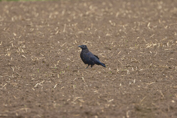 Crow in the field, crow on the brown soil