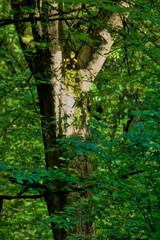 old tree with a goblin watching
