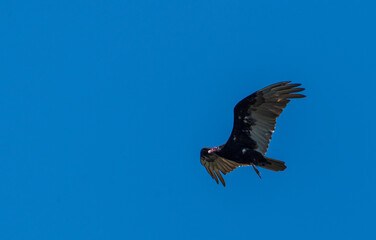 Turkey Vulture Soaring Against Clear Blue Sky