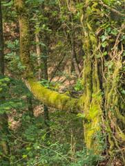 twisted tree covered in moss