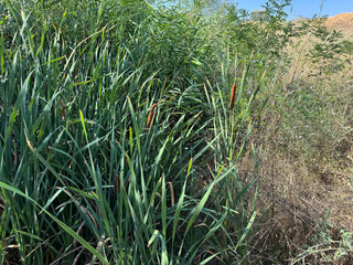 Brown bulrushes, cattails or typha latifolia with green leaves. Broad-leaved cattail (Typha latifolia) is native flower in north America. Broadleaf cattail, bulrush, common bulrush, common cattail.