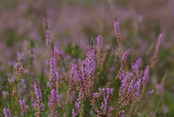 Erica flower in the evening sun, Erica blossoms, field of pink and purple flowers, blooming heath, Heather everywhere