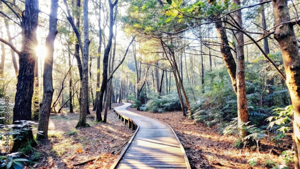 Poster a wooden pathway winds through a lush forest, sunlight filtering through the trees and illuminating 