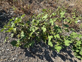 Green leaves of Xanthium strumarium in the garden. Rough cocklebur, Noogoora burr, clotbur, common cocklebur, large cocklebur, woolgarie bur, a common weed infesting agricultural fields. Close-up.