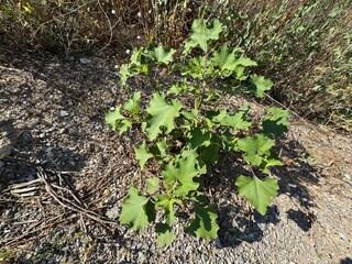 Green leaves of Xanthium strumarium in the garden. Rough cocklebur, Noogoora burr, clotbur, common cocklebur, large cocklebur, woolgarie bur, a common weed infesting agricultural fields. Close-up.