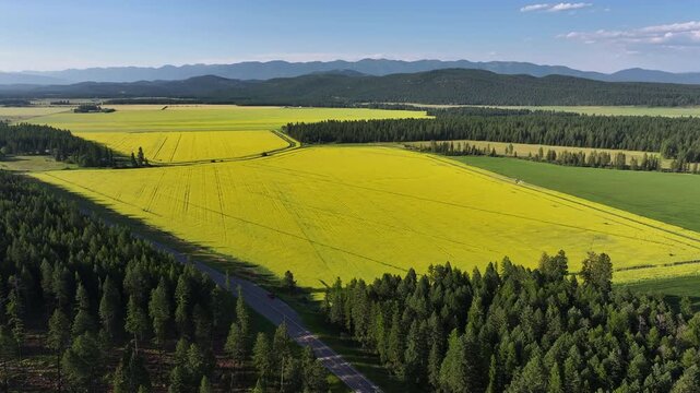 drone view over canola field