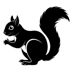 Squirrel on a white background