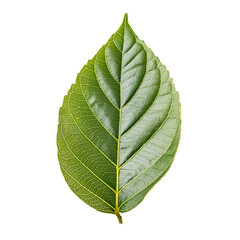 Obraz premium Single Leaf PNG