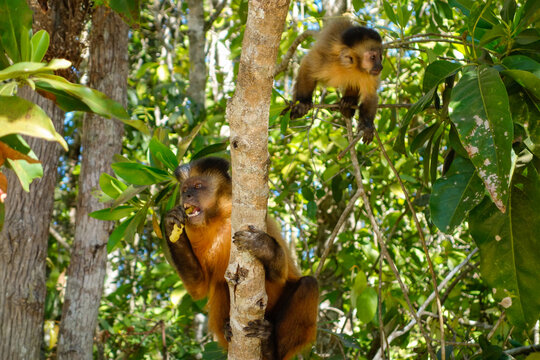 father and cub of Sapajus libidinosus monkey, or Black-striped Capuchin. Brazilian forest