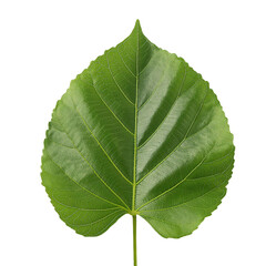 Obraz premium Single Leaf PNG