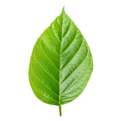 Obraz premium Single Leaf PNG