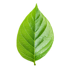Obraz premium Single Leaf PNG