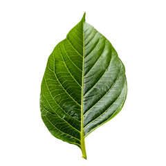 Obraz premium Single Leaf PNG