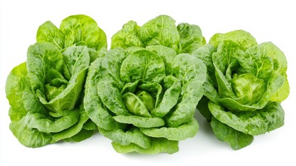 Lettuce photo on white