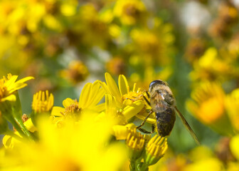 A Bee covered in pollen on the head of a vibrant yellow flower. Bright yellow flowers fill the scene. Honey and nature image.