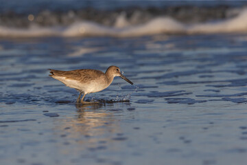 Willet