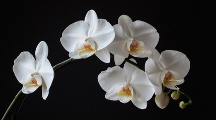 White orchid's blossoms