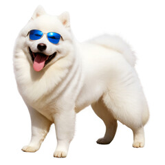 Obraz premium Samoyed dog funny headshot wearing a glasses on transparent background