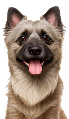 Fototapeta premium Skye Terrier dog headshot on transparent background