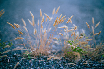 Yellow grass against grey background 