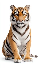 Obraz premium A majestic tiger sitting on a white background.