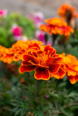 Marigold flor roja y amarilla