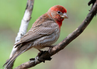 Purple Finch Perched