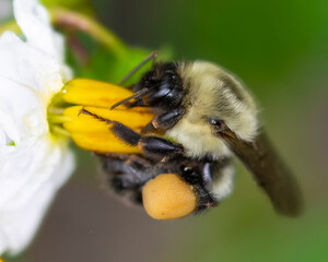 Honey Bee on Flower