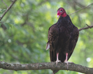 Turkey vulture on a branch