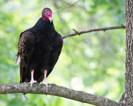 Perched Turkey Vulture