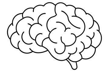 Brain line illustration mind vector 