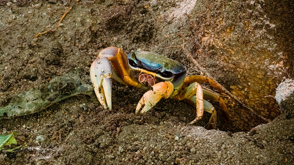 crab in habitat