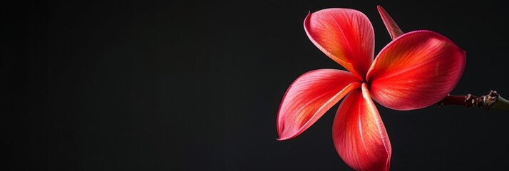 Fototapeta premium A striking red Plumeria flower isolated against a black backdrop, showcasing its vibrant color