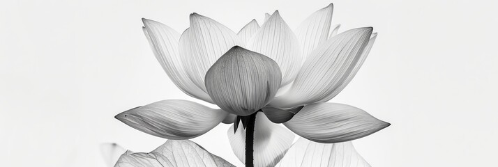 Fototapeta premium Black and white lotus depicted on a white background, highlighting its elegant minimalist design