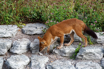 A dhole playing around in green grass.