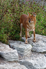 A dhole playing around in green grass.