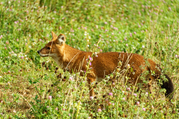 A dhole playing around in green grass.