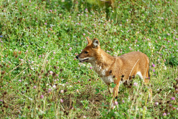A dhole playing around in green grass.