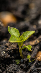 sprout growing from soil