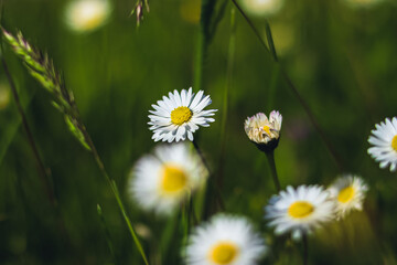 daisies in the grass