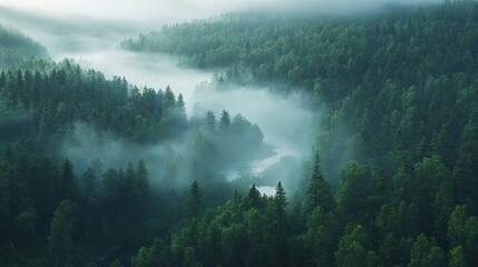 Misty Forest Landscape