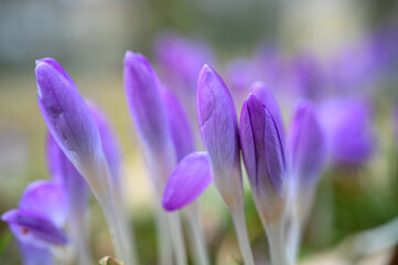 Krokusy - makro