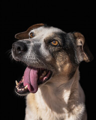 portrait of a mongrel dog in black