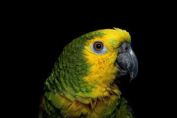 parrot on black III
