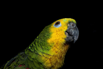 parrot on black II
