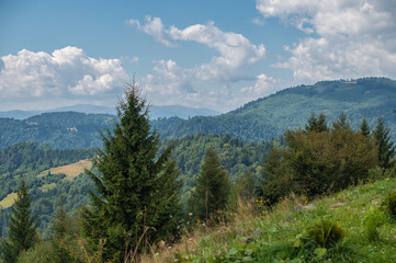 Beautiful landscape of green fir trees in Carpathian Mountains