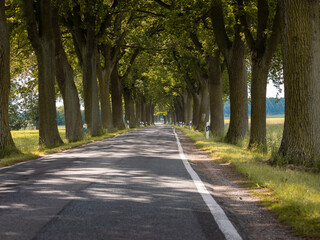 Empty avenue in a rural landscape. Road with old oak trees on the sides in a idyllic area in Germany. Asphalt street with markings during daytime.