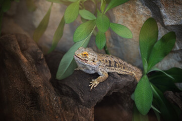 bearded dragon on ground with blur background
